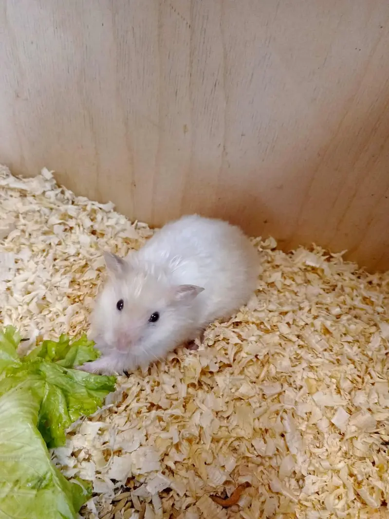 Hamster and hamster house available — photo 5