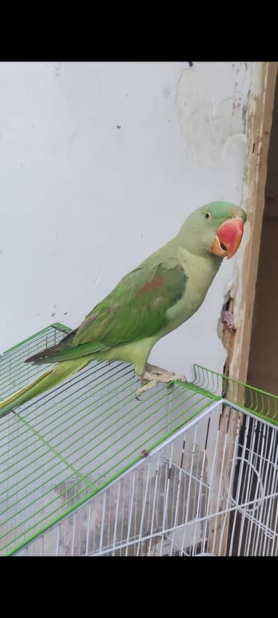 Hand tamed male