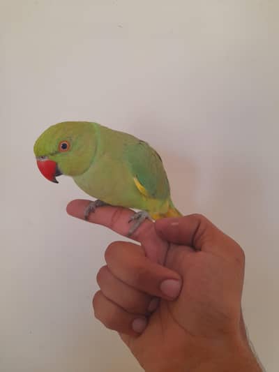 ful hand tame male mitho