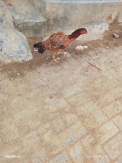 Pure Aseel Breeding Pair For Sale - Murga + Murgi - Rs 25000 - Karachi