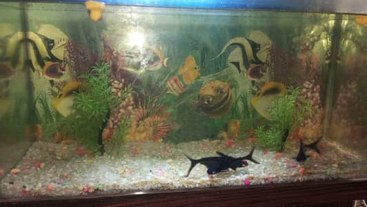 Beautiful Aquarium