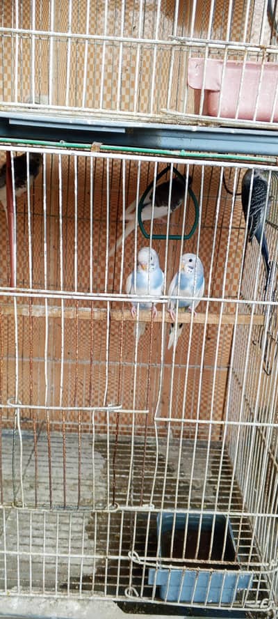 Australian parrot patte