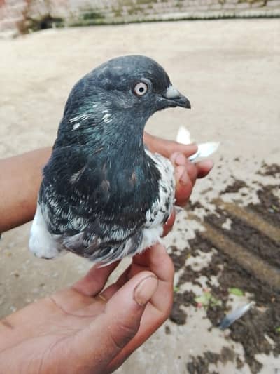 kbotar for sale. . 03401768761