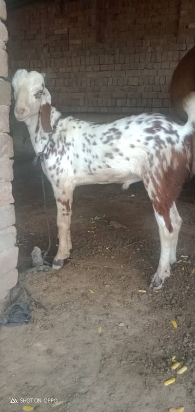 Taddy male goat