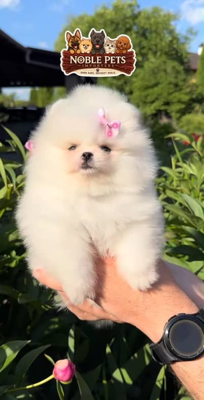 TEACUPPOMERANIAN PEDIGREE PUPPIES AVAILABLE FOR IMPORT