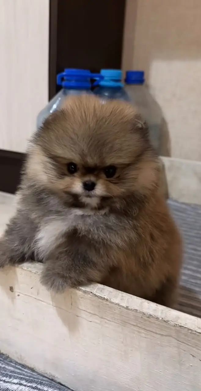 TEACUPPOMERANIAN PEDIGREE PUPPIES AVAILABLE FOR IMPORT — photo 3