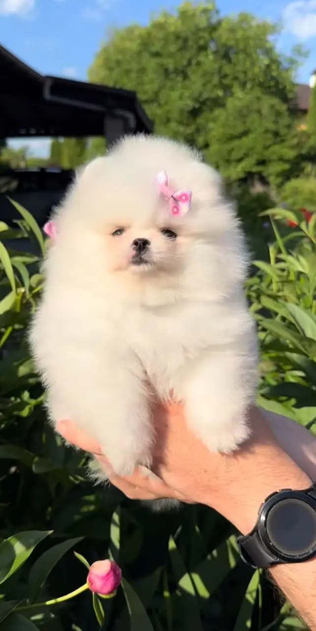 TEACUPPOMERANIAN PEDIGREE PUPPIES AVAILABLE FOR IMPORT — photo 4