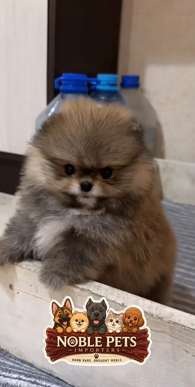 TEACUPPOMERANIAN PEDIGREE PUPPIES AVAILABLE FOR IMPORT — photo 6