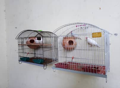 Java Breeder pairs with cages for sale Read full ad 03129196869