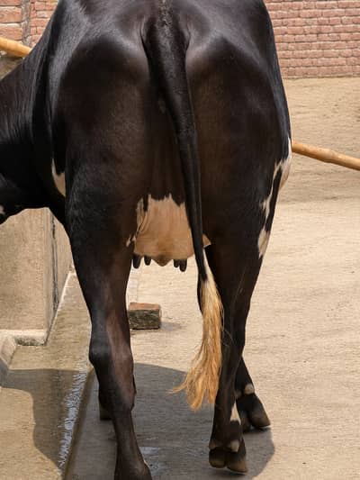 Ready to calve | 2 daant | Fresian sahiwal cross