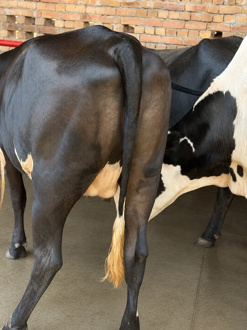 Ready to calve | 2 daant | Fresian sahiwal cross — photo 2