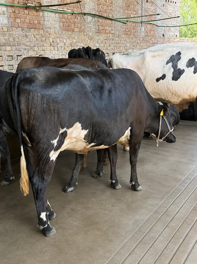 Ready to calve | 2 daant | Fresian sahiwal cross — photo 3