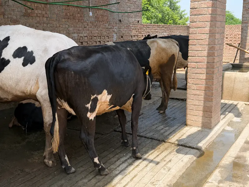 Ready to calve | 2 daant | Fresian sahiwal cross — photo 4