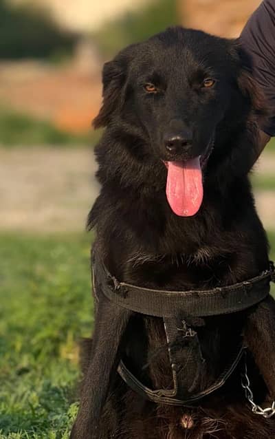 Flat Coated Retriever