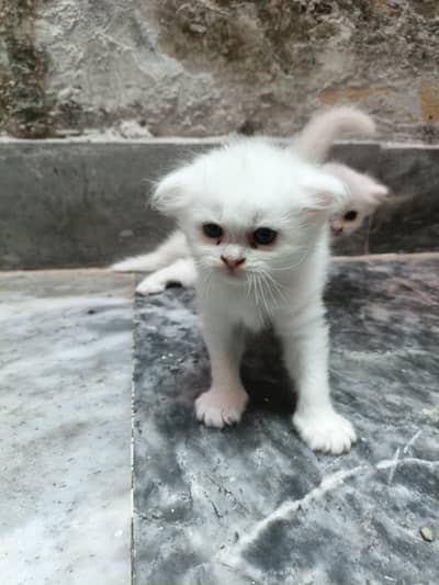 blue eyes kittens