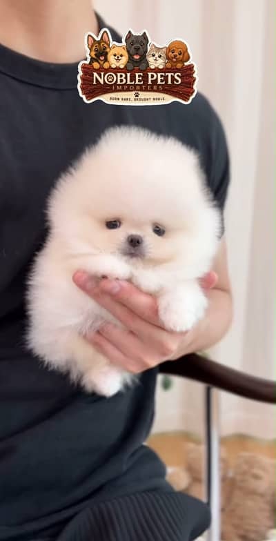 TEACUP POMERANIAN PEDIGREE PUPPIES AVAILABLE FOR IMPORT