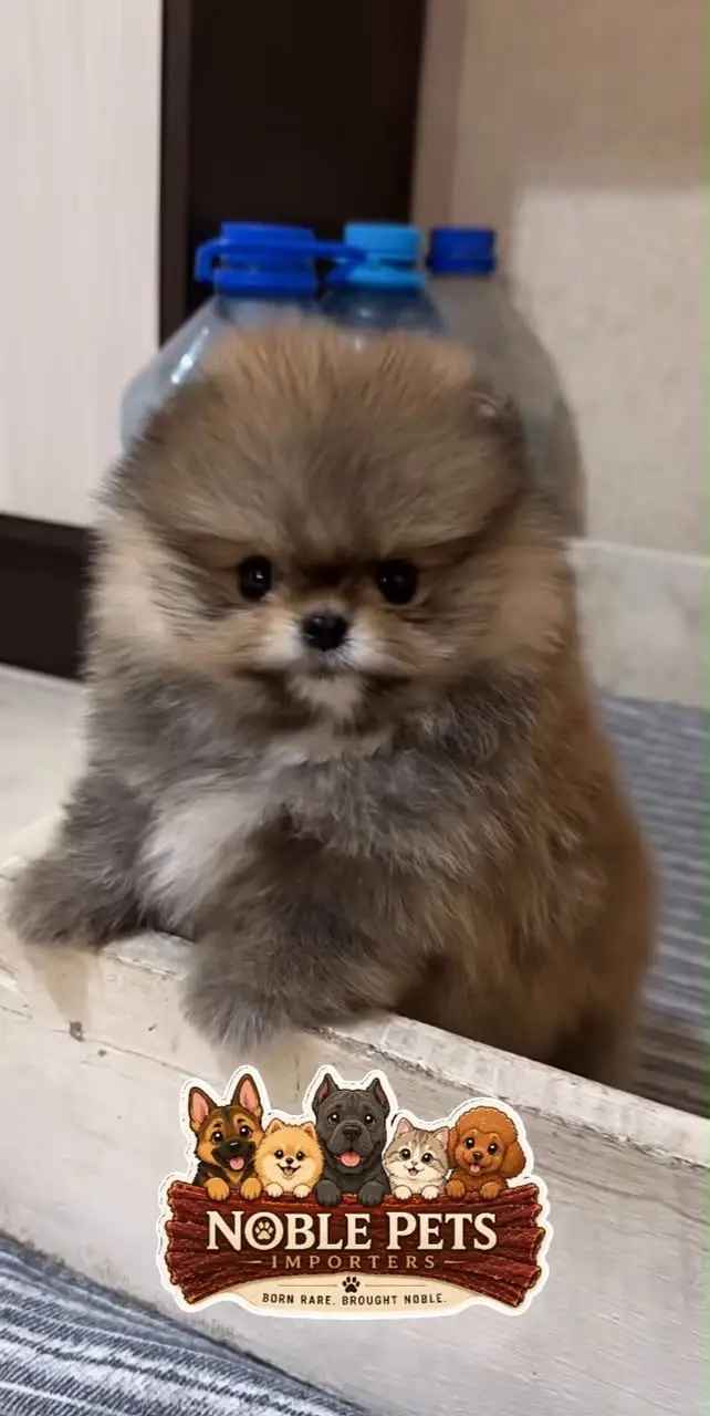 TEACUP POMERANIAN PEDIGREE PUPPIES AVAILABLE FOR IMPORT — photo 2