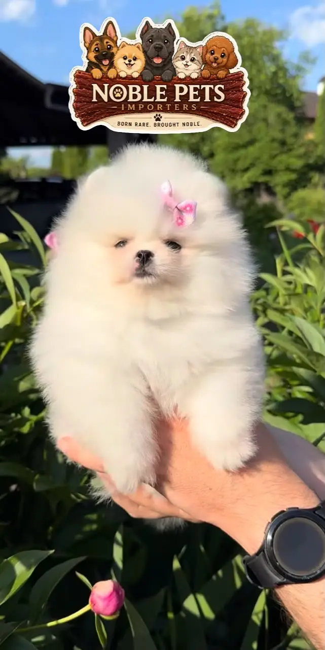 TEACUP POMERANIAN PEDIGREE PUPPIES AVAILABLE FOR IMPORT — photo 5