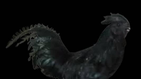 Ayam cemani | Heera Aseel | Heritage Australorp eggs | chicks & Adult
