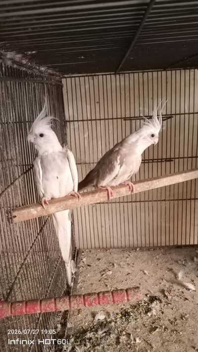white face breeder pair