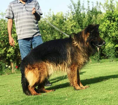 Long Coat German Shepherd Female Pup