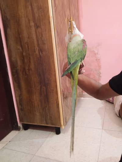raw parrot male
