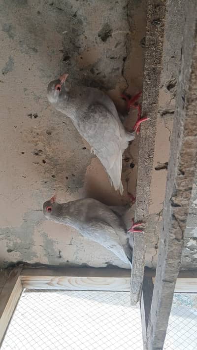 multani maina pigeons pairs