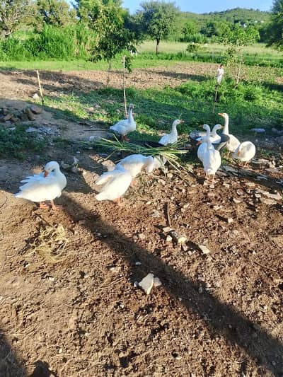 4 pairs of ducks
