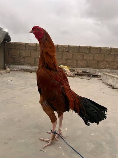 top quality aseel murgay location malir Karachi kalaboard