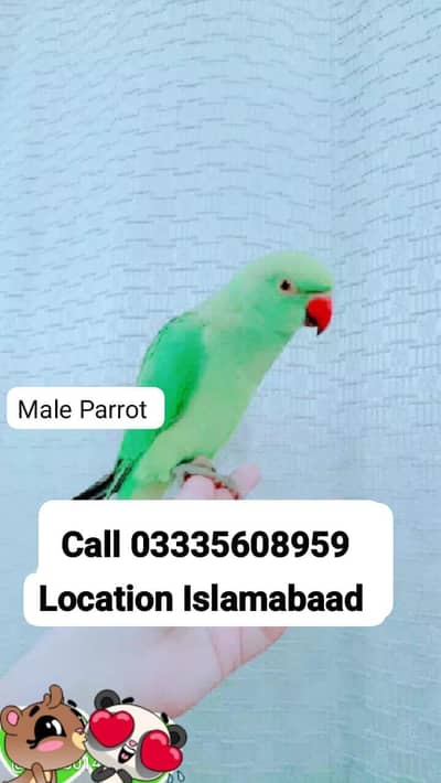 Hand Tamed Full Friendly Green Ring Neck Male Parrot Jumbo Size