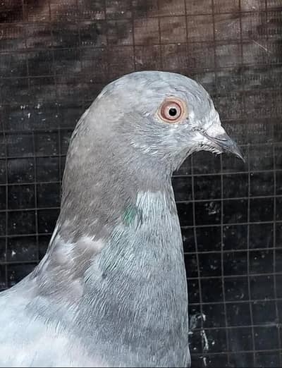 Salyta pigeon ready to bread