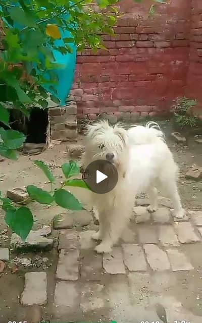 security dog