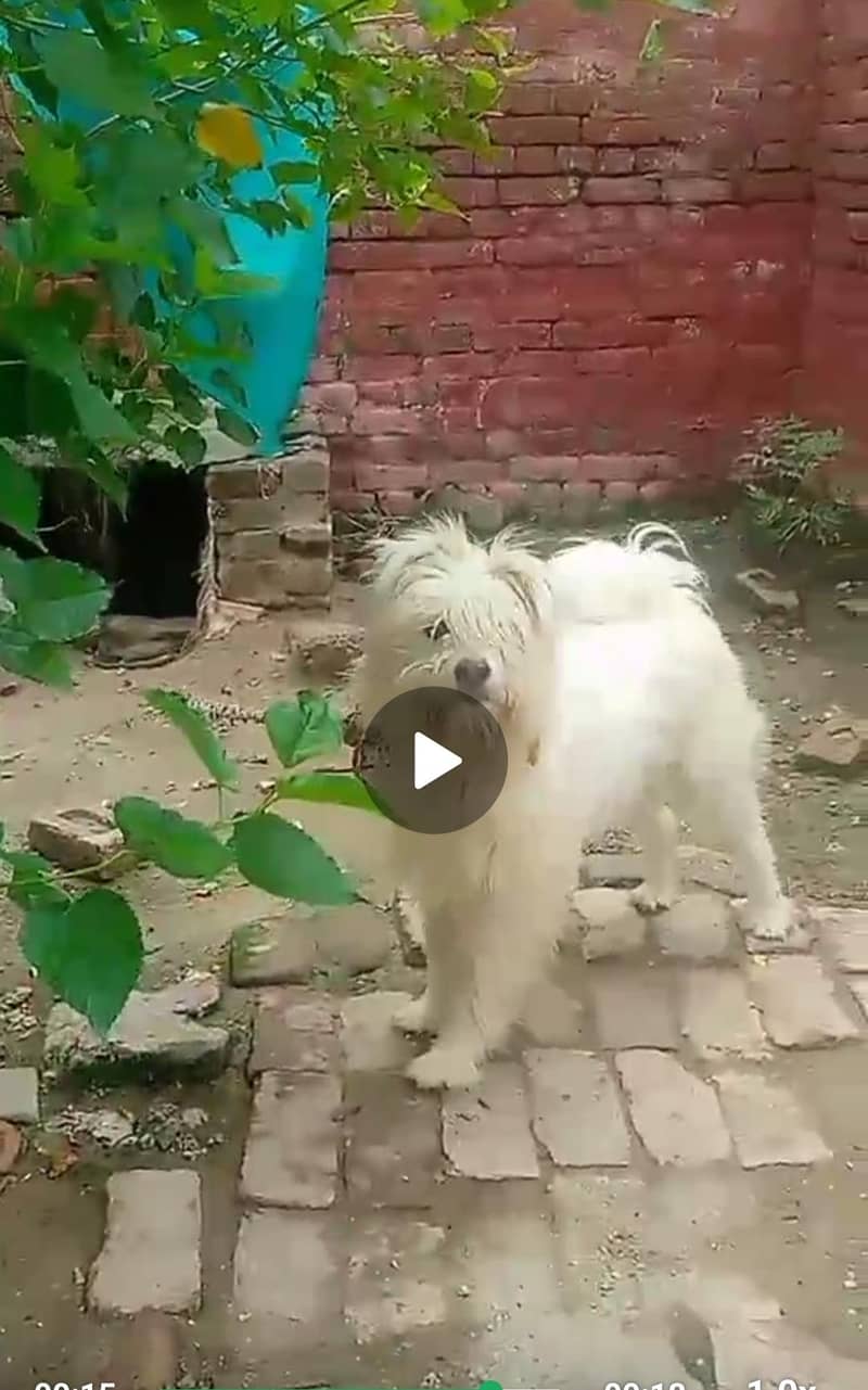 security dog 0