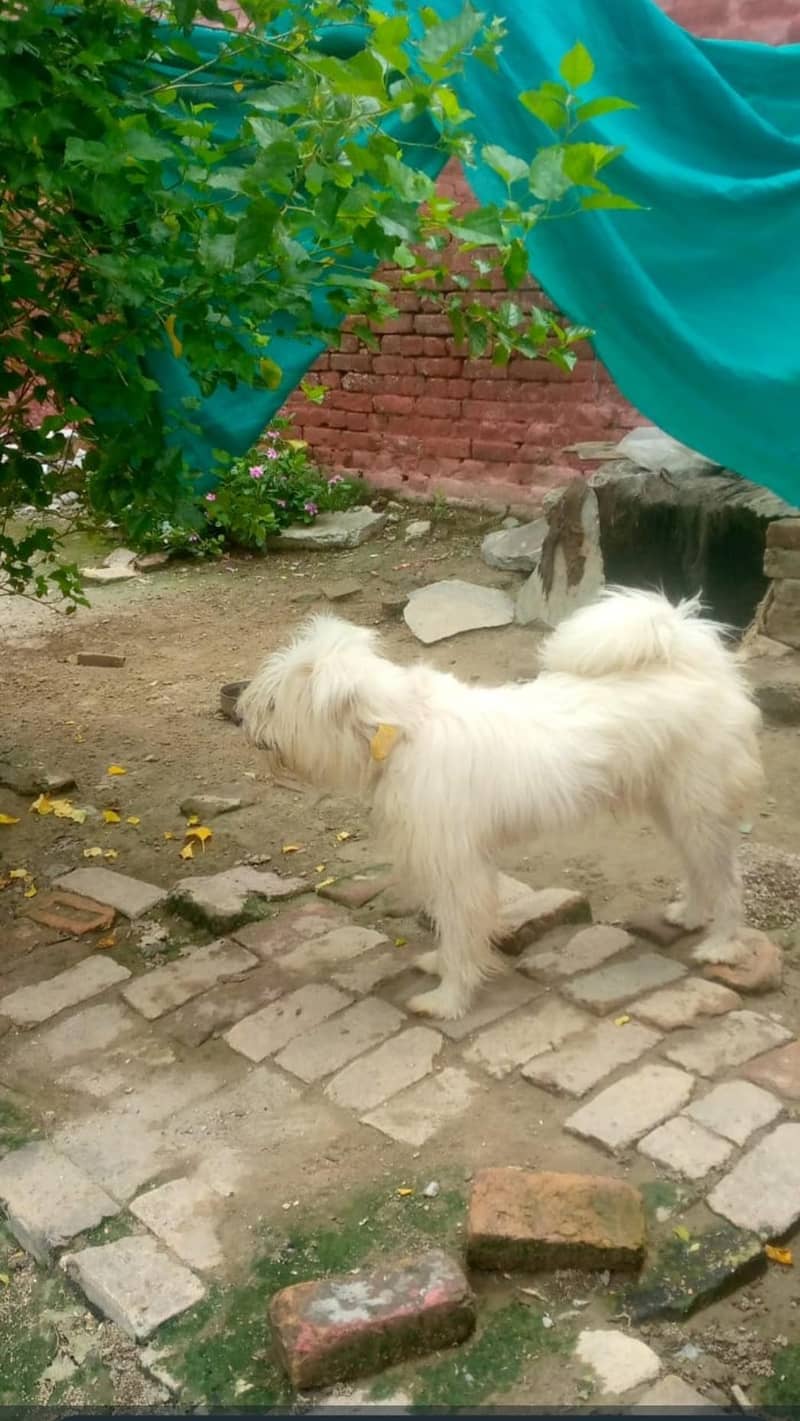 security dog 1