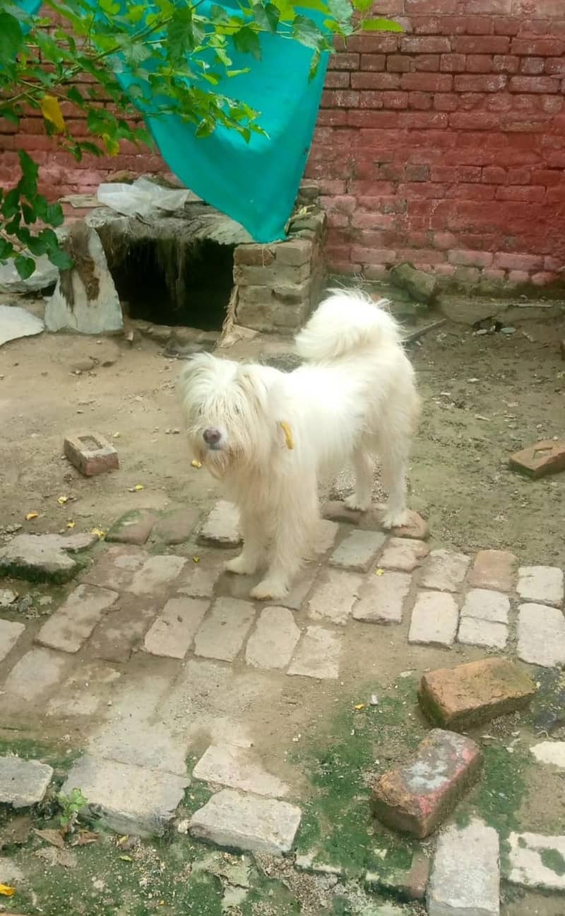 security dog 2