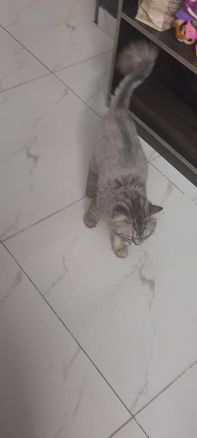 persian cat  available for sale