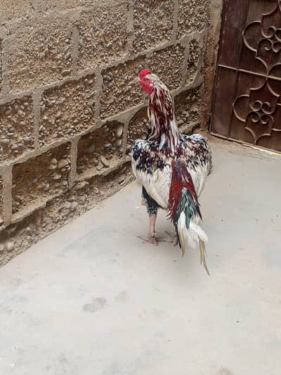 age. 14 age. 8.14 mahine wale ka price 6500 hai aur 8 mahine pric 5000
