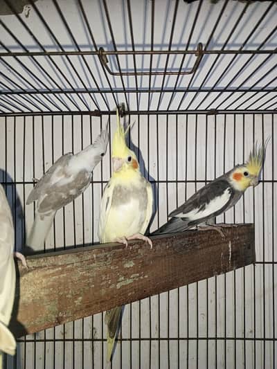 Breeder pair cockatiel ph no. 03284950881