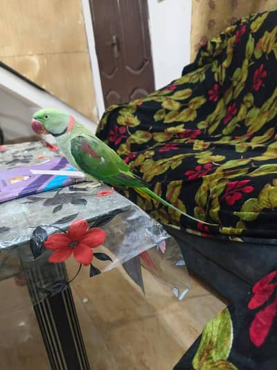 raw parrot male
