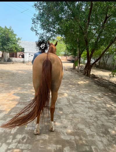 Female Ghori 4 year age