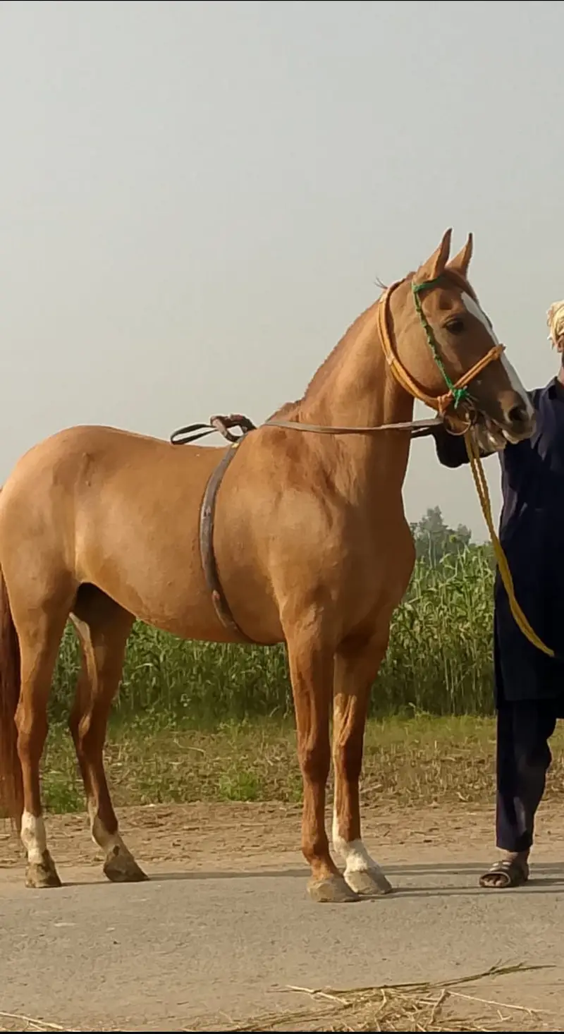 Female Ghori 4 year age — photo 2