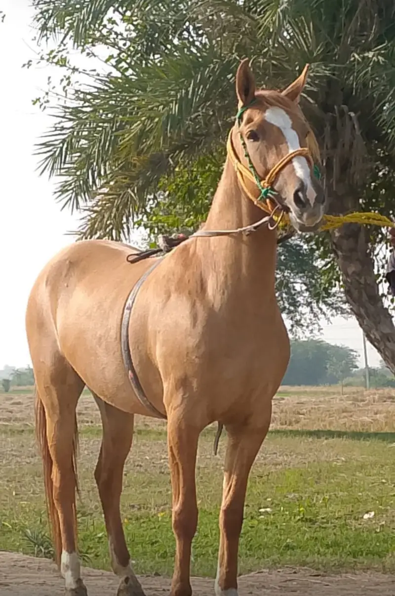 Female Ghori 4 year age — photo 3