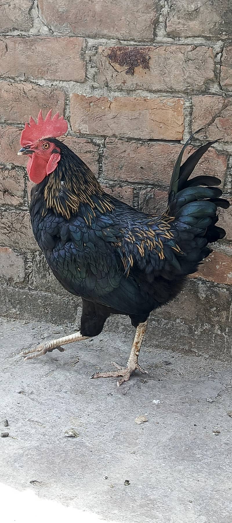 Astrolop 1