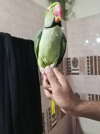 raw parrot male hand Tame and talking