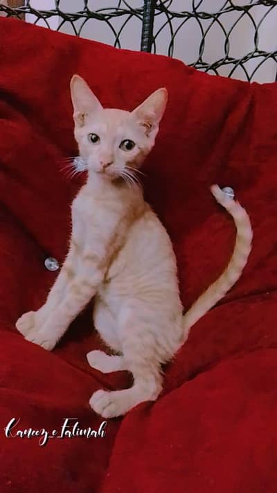 Irani cat