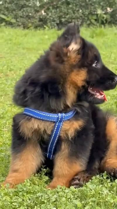 German- shepherd puppies WhatsApp contact 03441752882