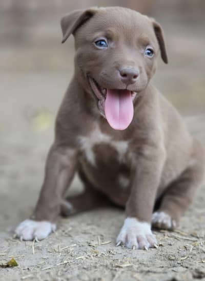 Female Puppy for Sale 
