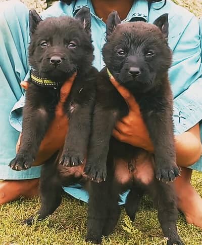 German Shepherd 2 month for sale