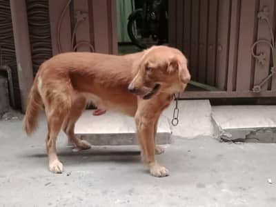 Golden retriever