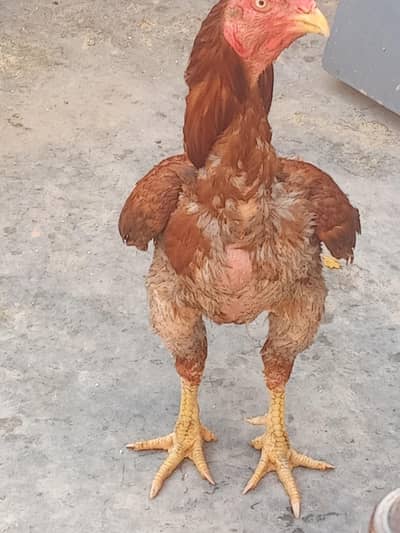 chicks